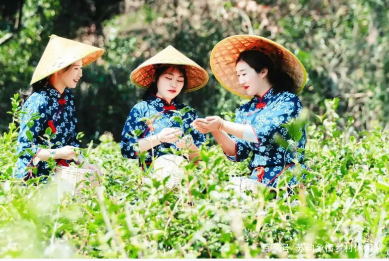 葉葉知春！無錫毫茶已經開采