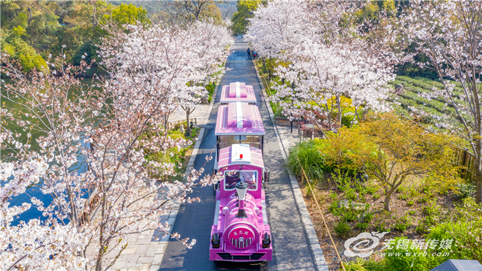 “花經濟”借“花”綻放，無錫深挖“賞花+”讓“花海經濟”四季如春