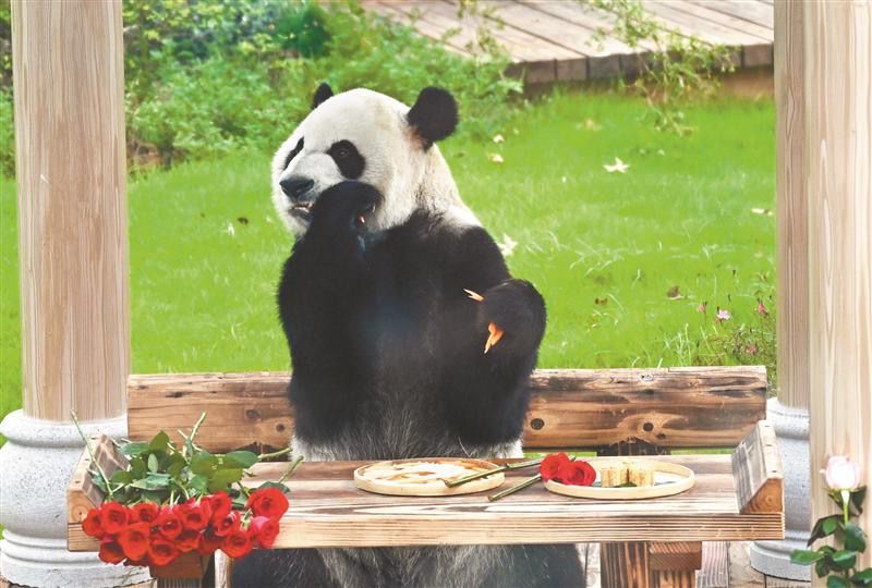 10歲啦！“加悅悅”在錫慶生