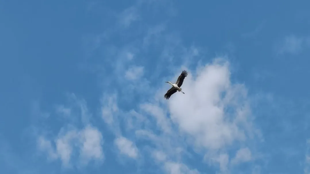 就賴這了！“趕不走”的國家一級保護動物東方白鸛！